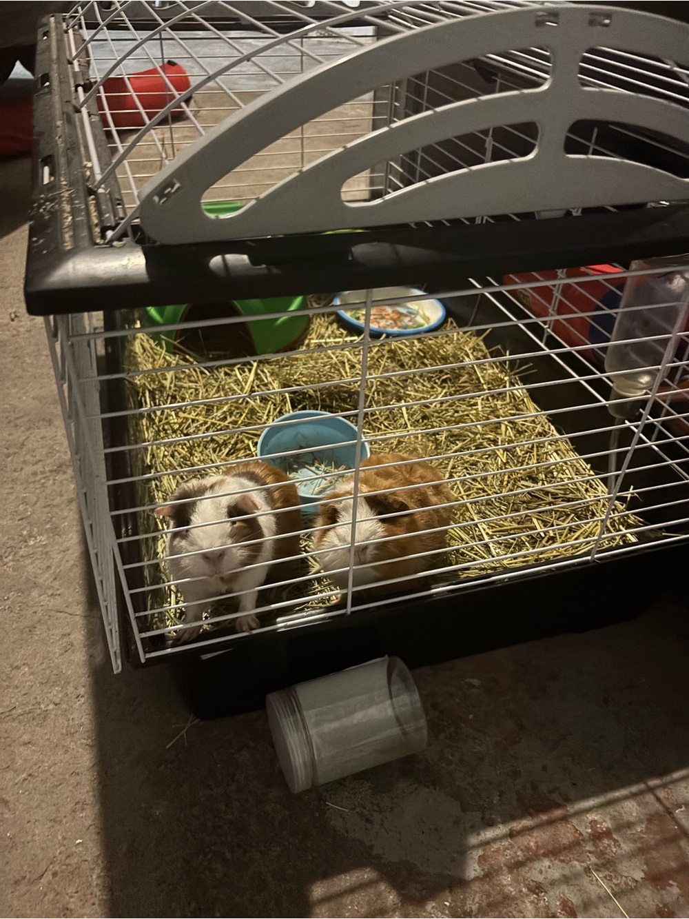 Small Pets Guinea Pig Cage with White and Black Wire Top - Unbranded